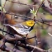 bird song hot has grammar 5206