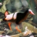 bird species that cannot fly in the philippines 5512