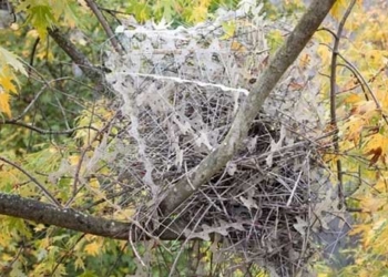 bird use human weapons to protect to 128638