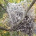bird use human weapons to protect to 128638
