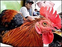 The number of deaths from H5N1 in Indonesia has reached 30