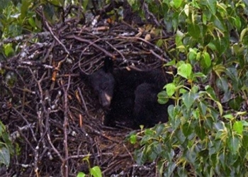 black bear explodes to large size in military base 128898