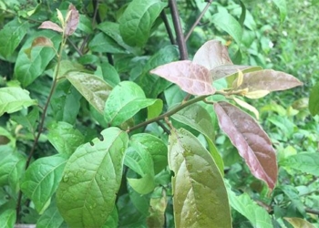 black jack tree treats what illness 128415