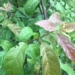 black jack tree treats what illness 128415