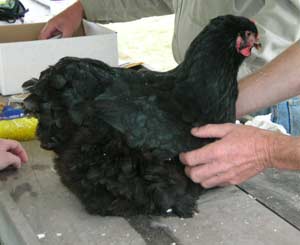 Black Chicken