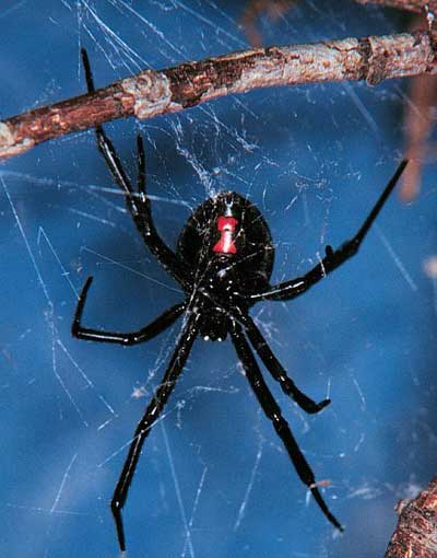 "black widow"