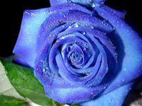 Blue Rose (Photo: plaza)