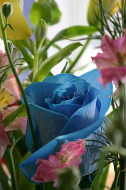 Blue Rose (Photo: owlfish)