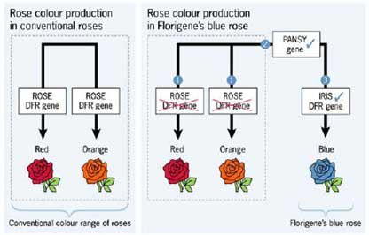 The process of forming the blue rose with the support of RNAi technology