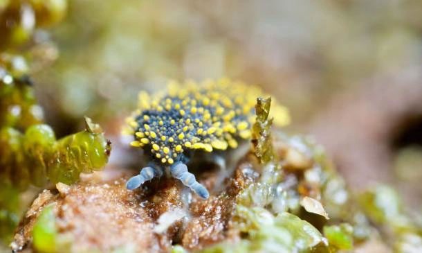 Holacanthella spinosa species living in soil, found only in New Zealand