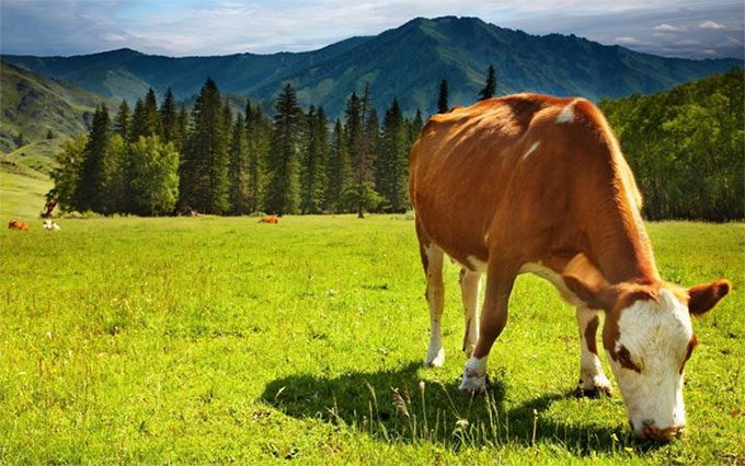 The dental crowns of ruminants are less pronounced than those of other herbivorous animals.