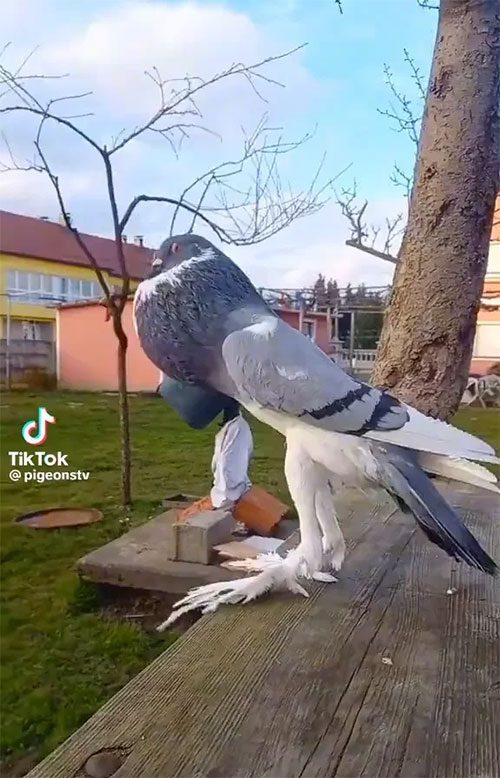 In reality, this is a specimen of the English Pouter pigeon.