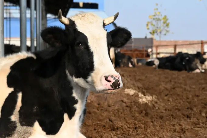 Radioactive isotopes can infiltrate cow's milk.