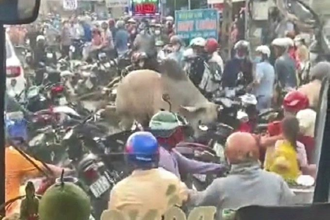 Mad cow attacking multiple motorcycles in Dong Nai on April 8th.