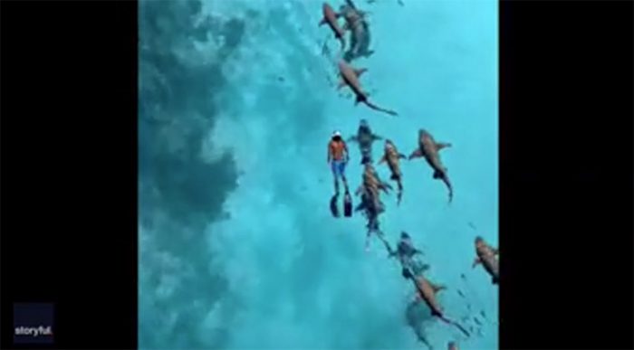 Swimming with Sharks