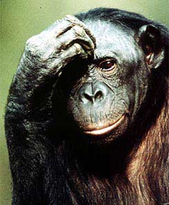 bonobo