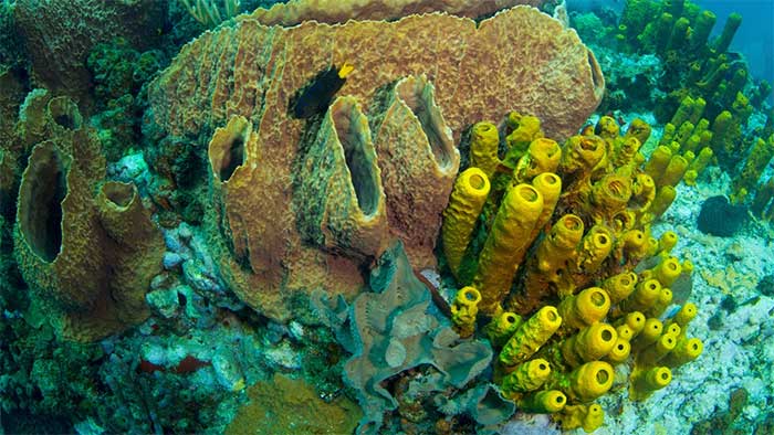 Sponges are one of the oldest species on Earth.