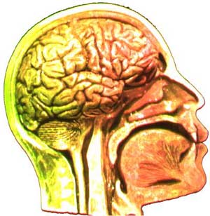 Different states of consciousness originate from different regions of the brain