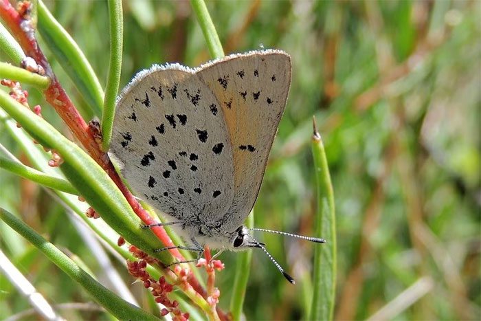 The newly identified butterfly species in Australia is characterized by large, distinctive spots on its wings.