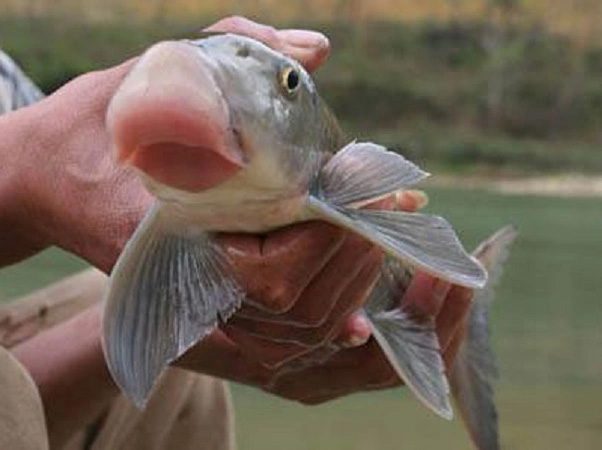 Many businesspeople believe that eating Asian Arowana will bring luck and success.