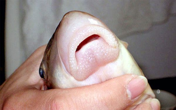 Asian Arowana is a rare fish species in Vietnam.