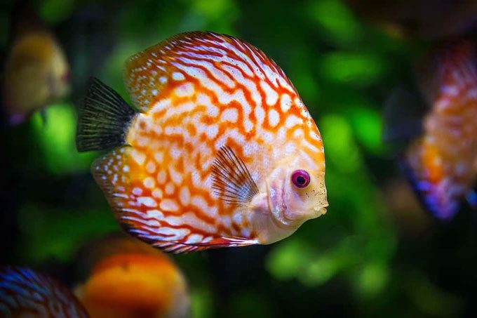 Most fish species can sleep.