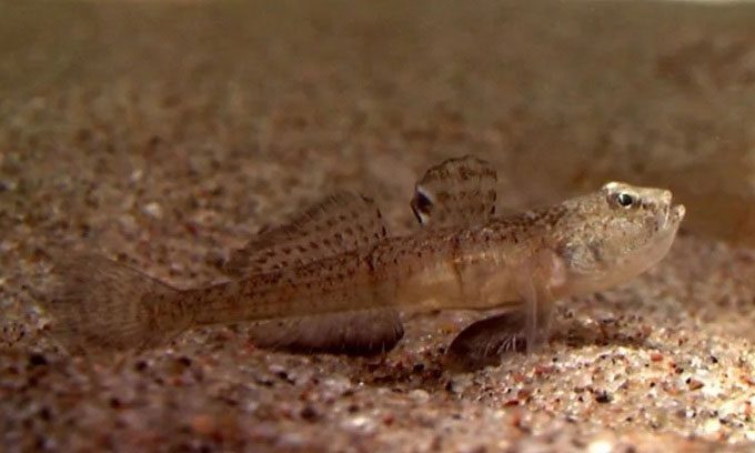 Sandy gobies