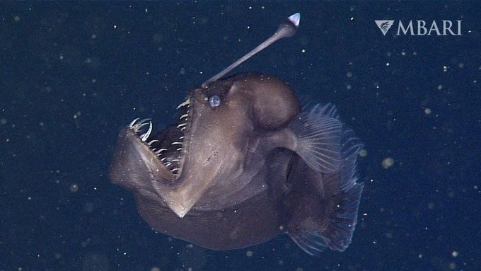Anglerfish
