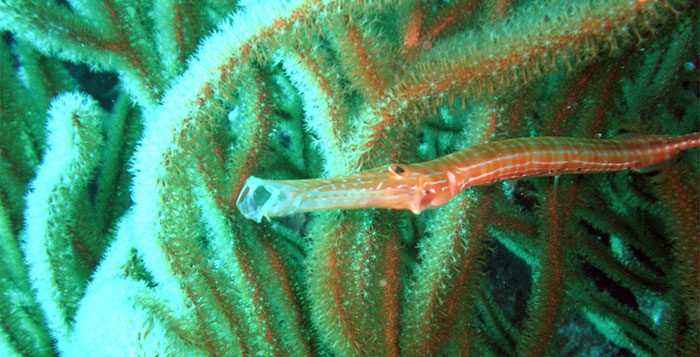 Pipefish
