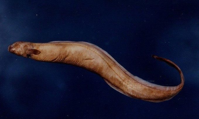 The bluntnose eel typically lives at depths of 500 - 1,800m.