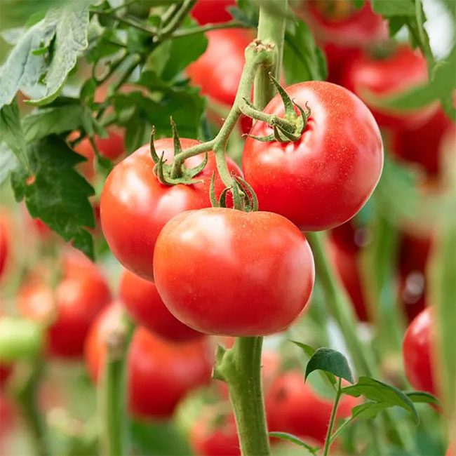Tomatoes