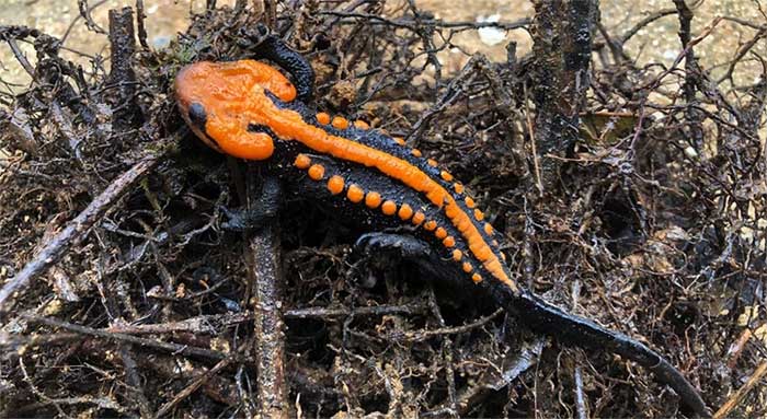 Tylototriton ngoclinhensis