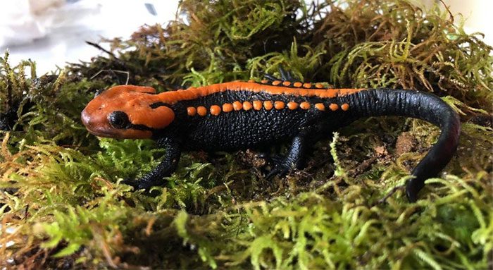 Ngoc Linh Warty Salamander