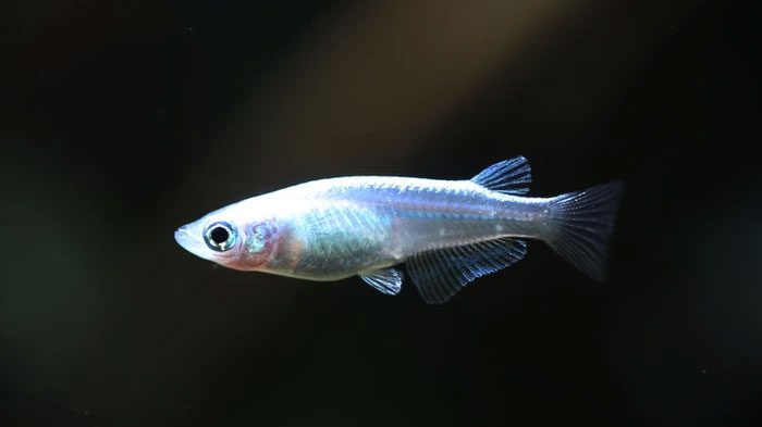 Japanese Medaka Fish