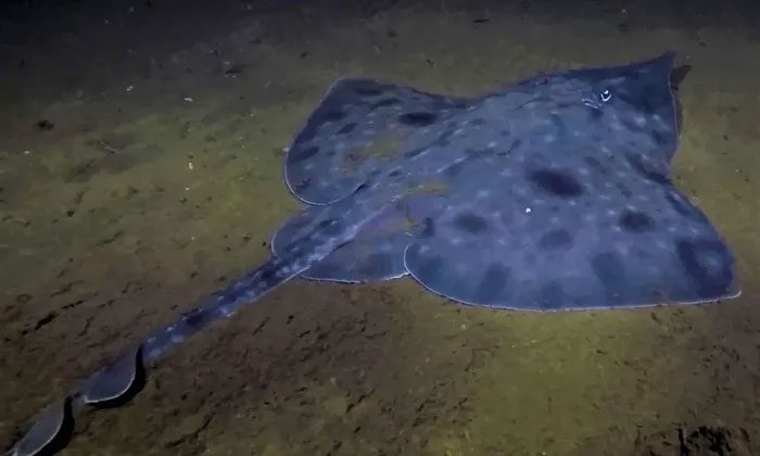 The Maugean Skate is now on the endangered species list.