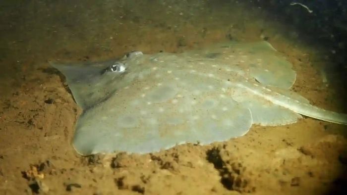 The rate of decline of the Maugean Skate population is accelerating