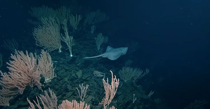The bizarre Pacific white skate struggling to lay eggs on the summit of the volcano