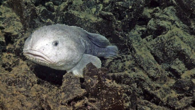Blobfish