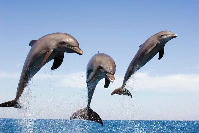Dolphins can range in size from 1.2 m and 40 kg to 9.5 m and 10 tons.