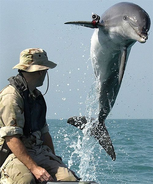 Dolphins are among the most intelligent animals