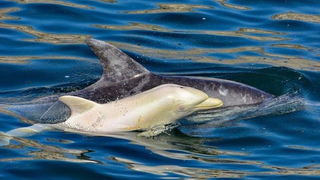 Albino dolphin swimming with an adult dolphin