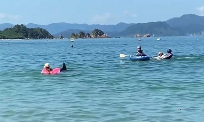 Dolphin attacks swimmer on the beach.