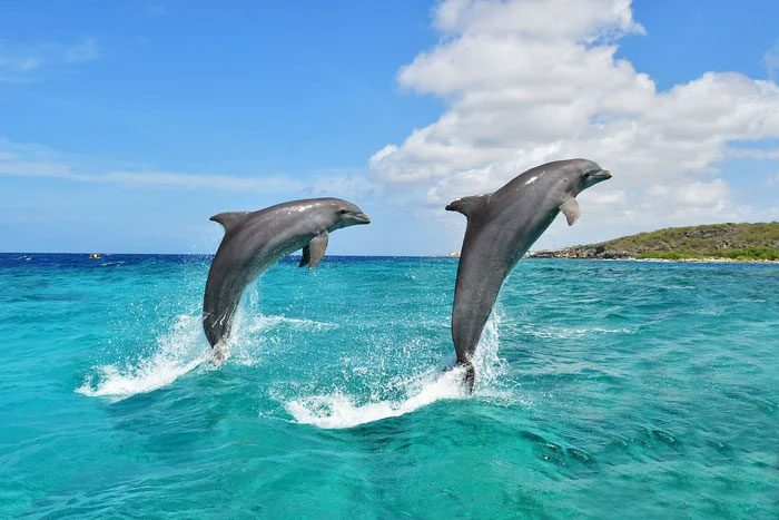 Dolphins are marine mammals closely related to whales.