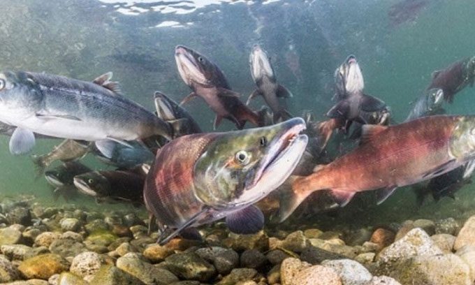  Pink salmon threaten to disrupt the ecological balance in England's river systems. 