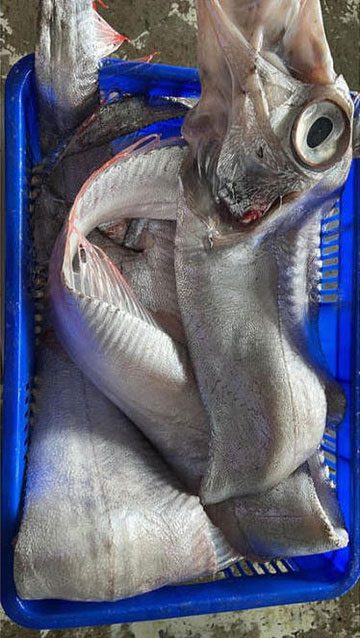 Sunfish can grow up to 17 meters long.