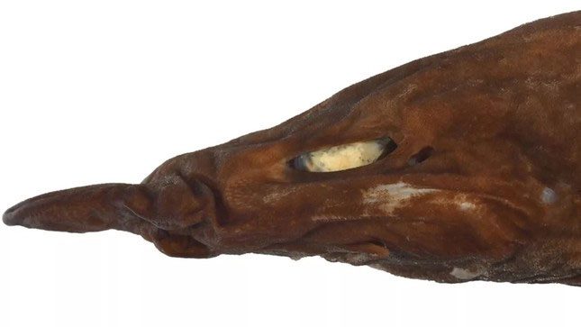 Close-up of Apristurus ovicorrugatus showing the shark's face with white eyes.