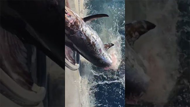 Their basic strategy is to bite the tail of the swordfish first to eat at their leisure.