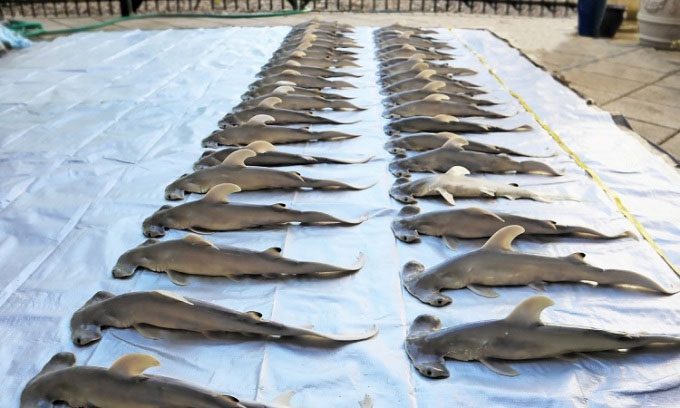 The dead hammerhead shark pups that died before birth.