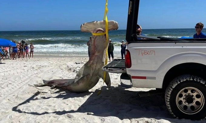 The carcass of the mother hammerhead shark being transported by authorities.