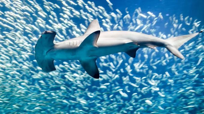 Hammerhead shark